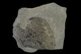 Pennsylvanian Fossil Fern (Neuropteris) Plate - Kentucky #137716-2
